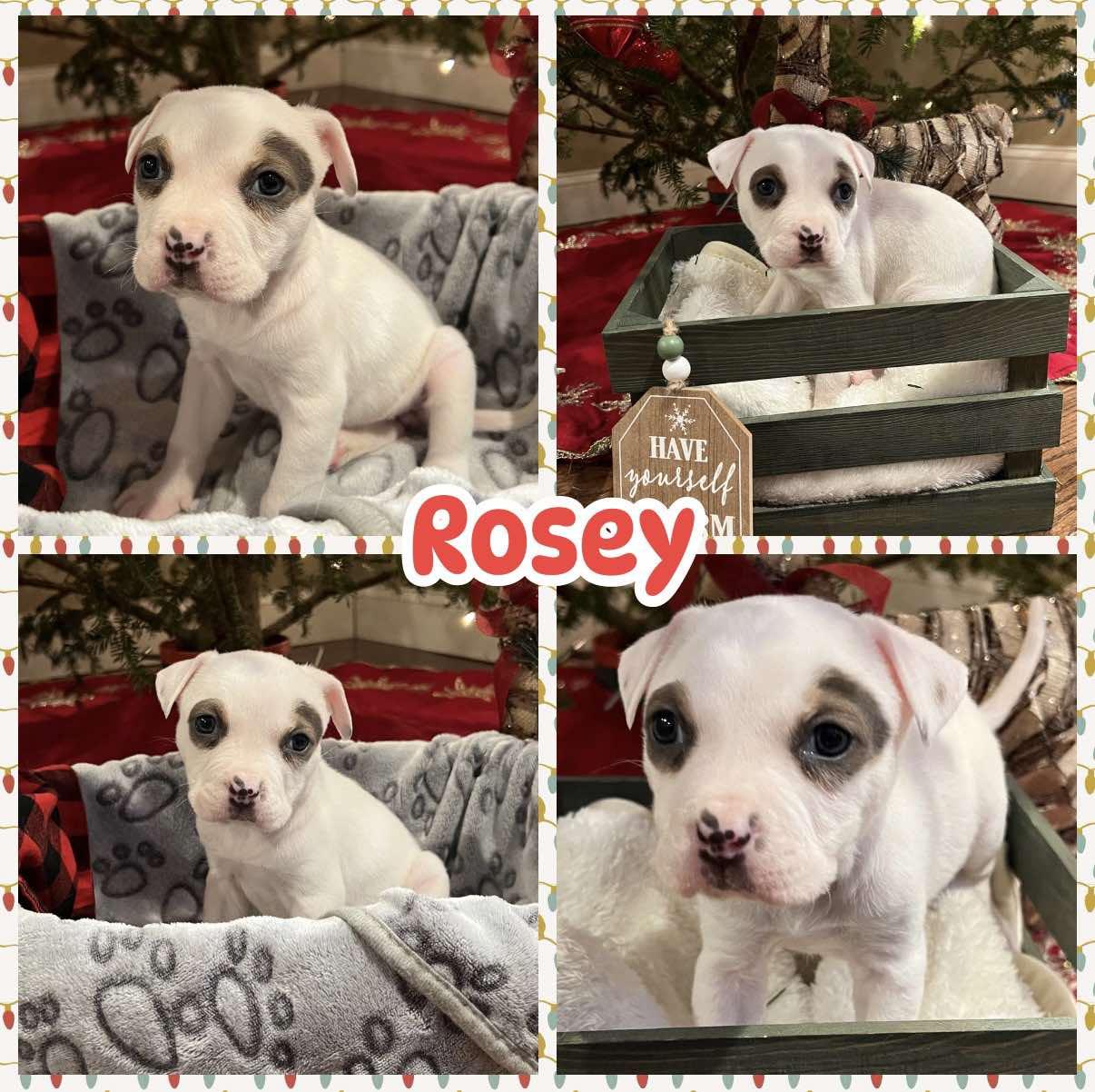Enlarge Rosey, a ADOPTABLE mixed breed in Ringwood, NJ image 2/2