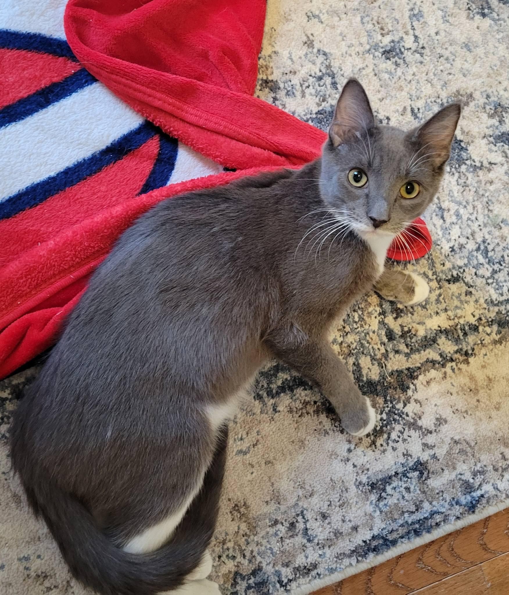 Bynx, ADOPTABLE, Kitten Male Domestic Short Hair.