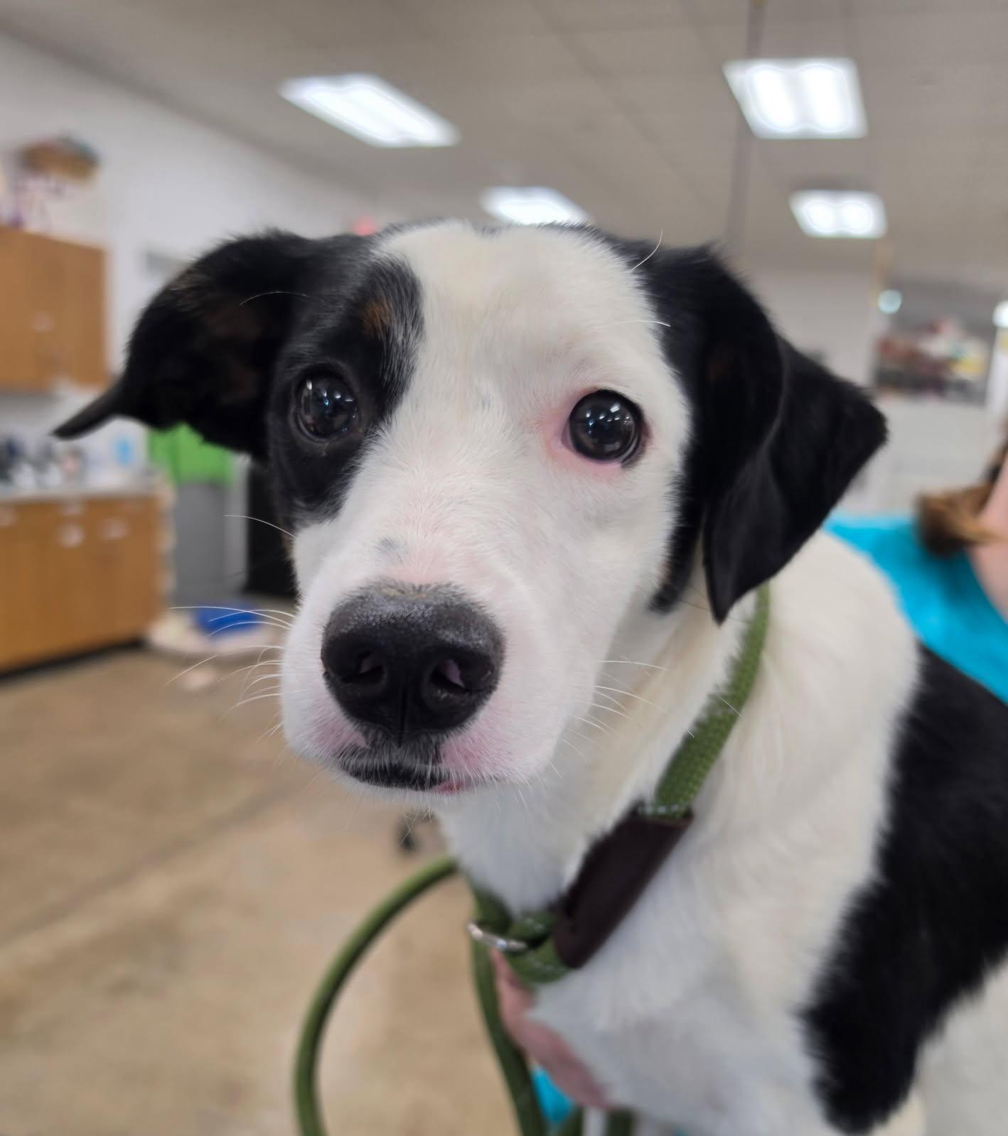 Enlarge OLIVE, a Adoptable mixed breed in Ashland, OH image 1/1