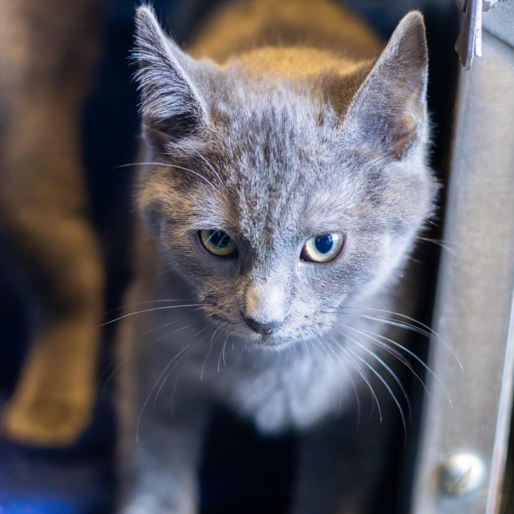 Enlarge Porthos, a Adoptable Domestic Short Hair in Newark, DE image 1/1