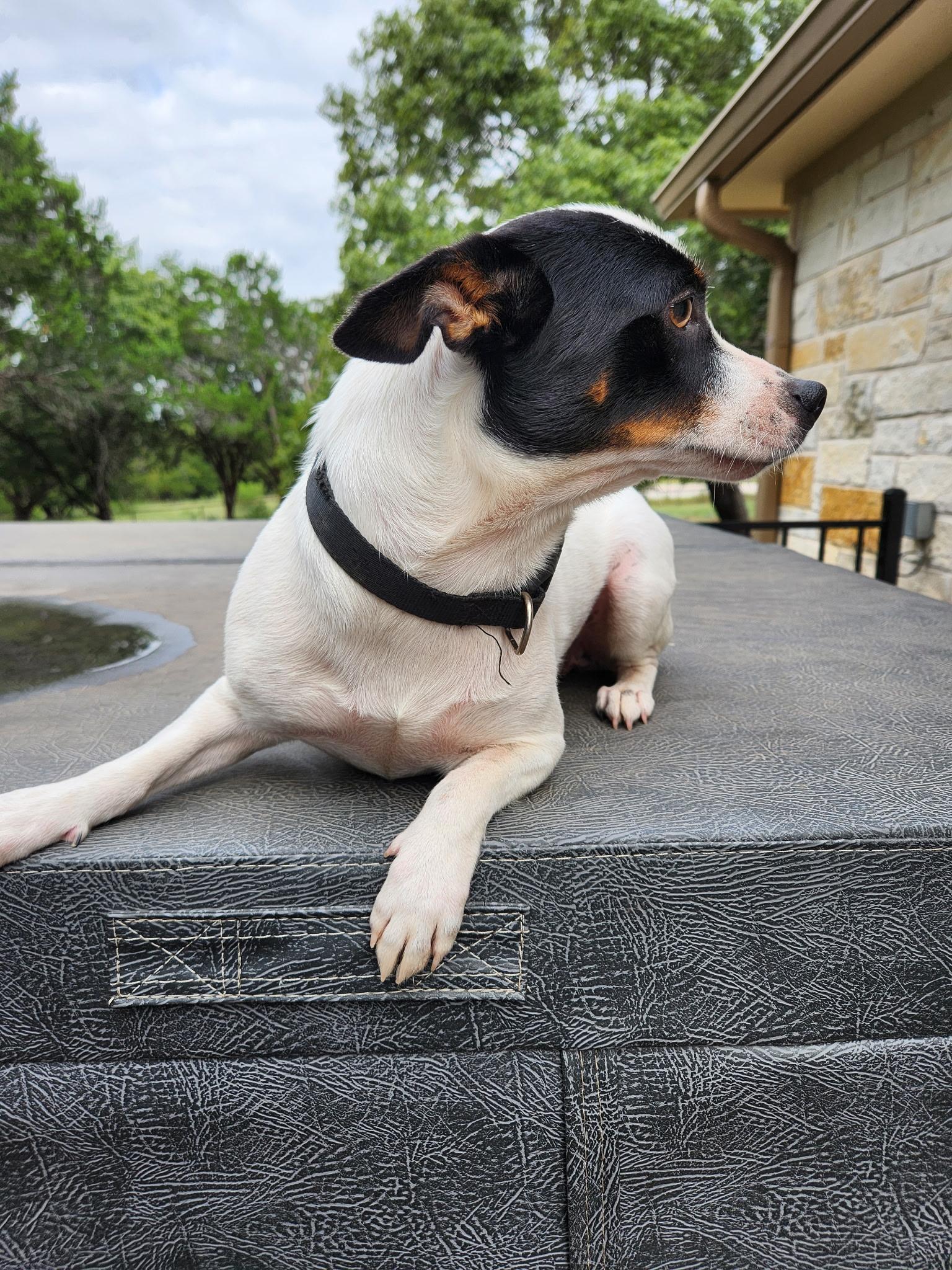 Cecelia, an adoptable Chihuahua, Mixed Breed in Wilsall, MT, 59086 | Photo Image 3