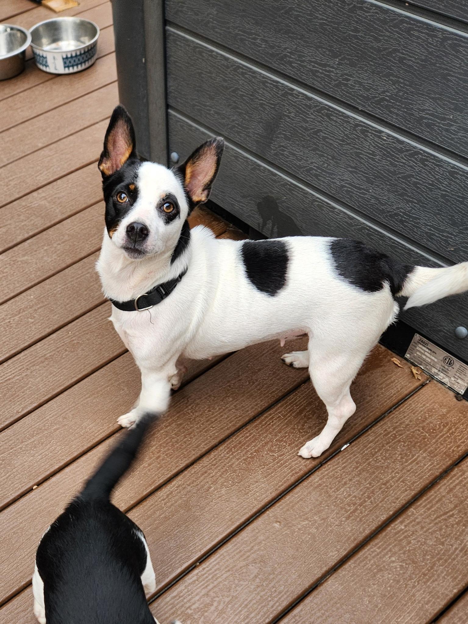Cecelia, an adoptable Chihuahua, Mixed Breed in Wilsall, MT, 59086 | Photo Image 1