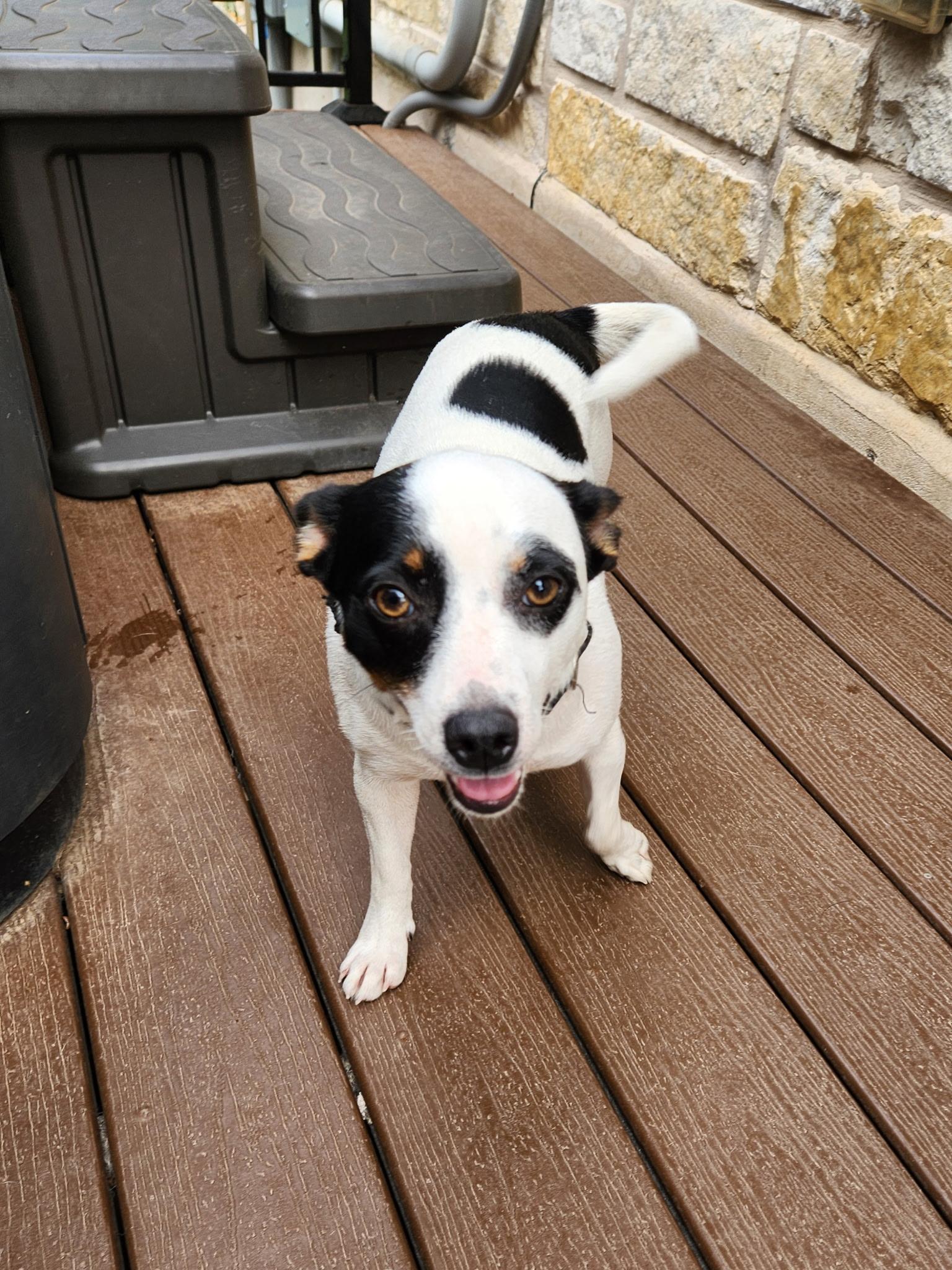 Cecelia, an adoptable Chihuahua, Mixed Breed in Wilsall, MT, 59086 | Photo Image 2