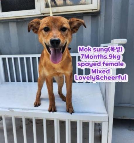 Enlarge MOK SUNG, a Adoptable mixed breed in Long Island City, NY image 1/1