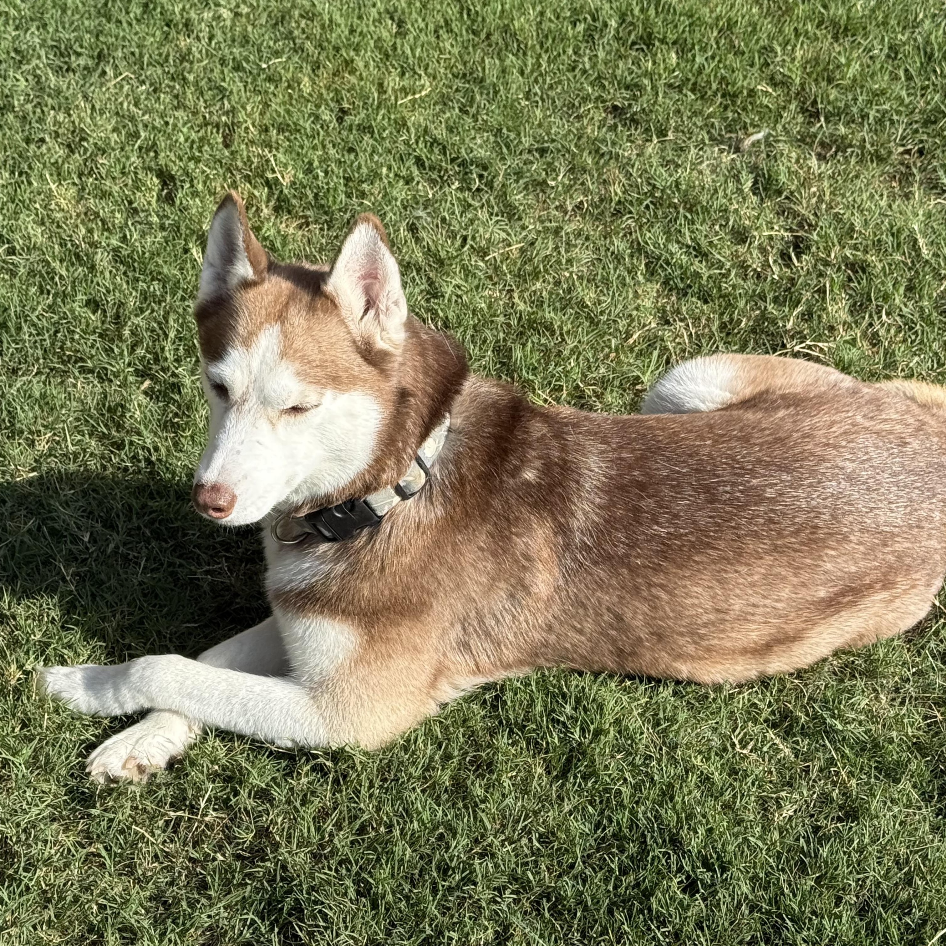 Lola 6