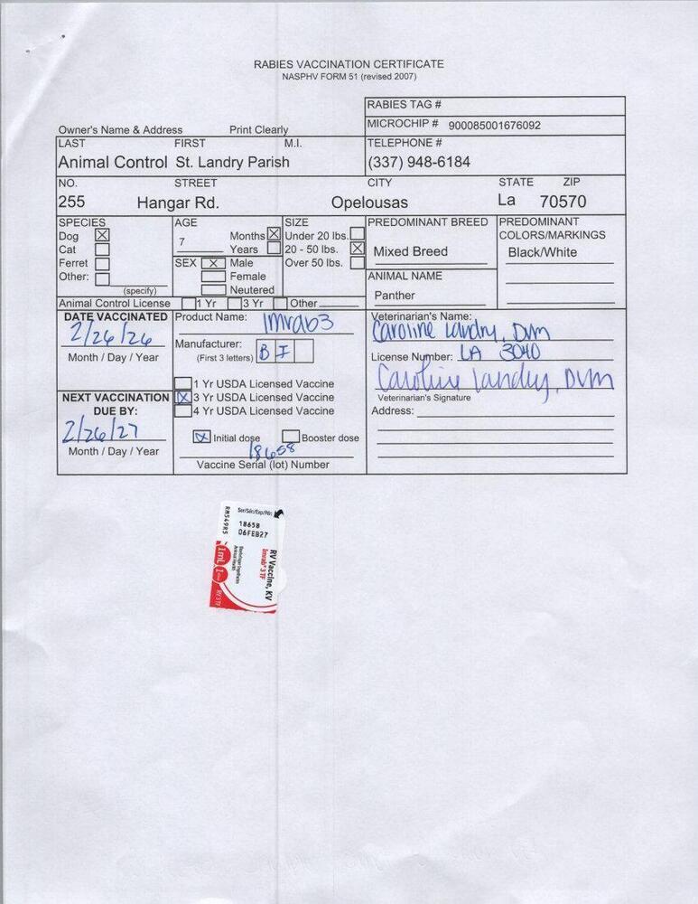 Enlarge Panther, a Adoptable mixed breed in Opelousas, LA image 1/3