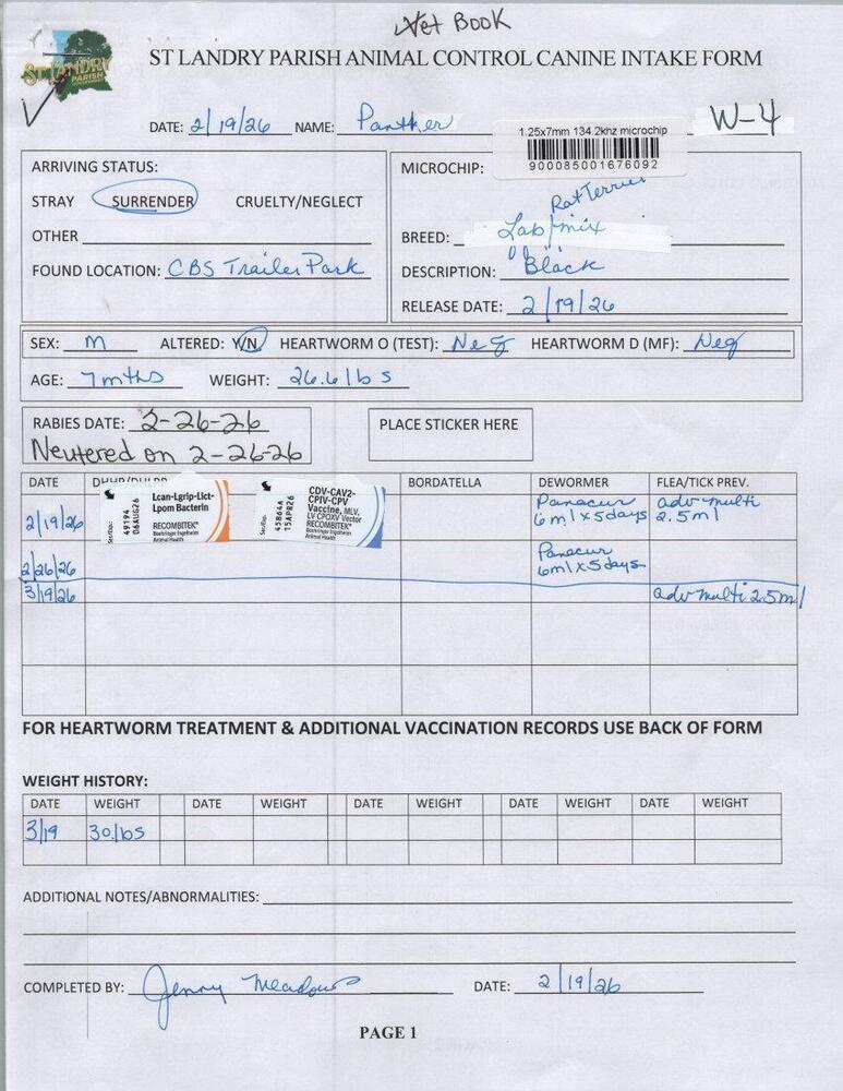 Enlarge Panther, a Adoptable mixed breed in Opelousas, LA image 2/3