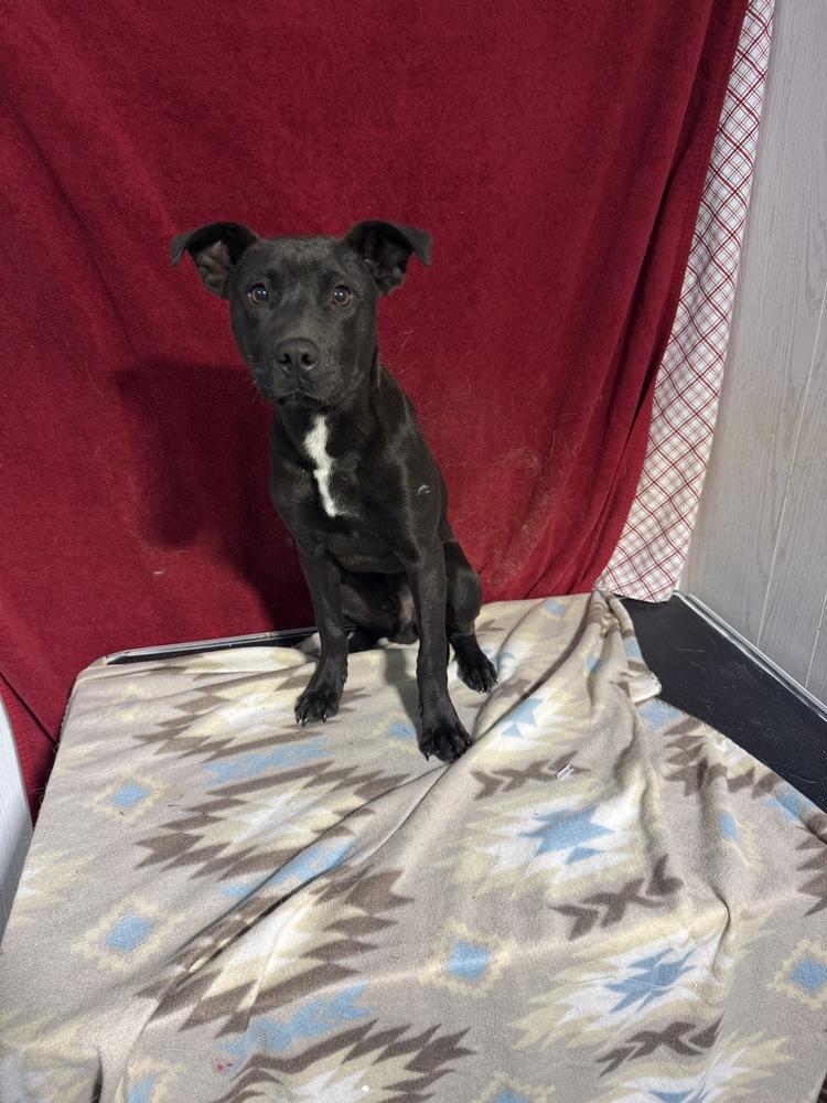 Enlarge Panther, a Adoptable mixed breed in Opelousas, LA image 1/2