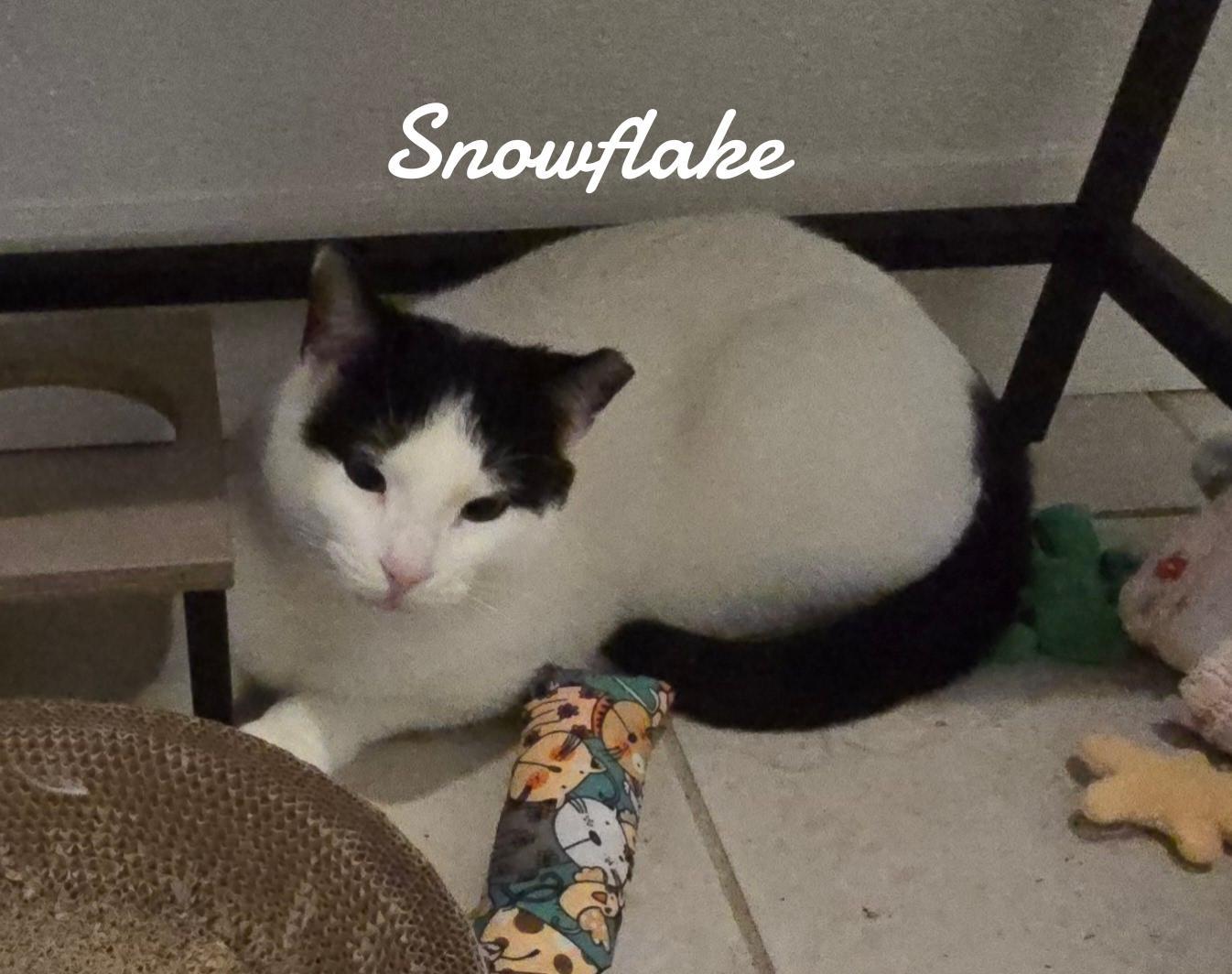 Snowflake, a Adoptable Domestic Short Hair in Naugatuck, CT image 1/3