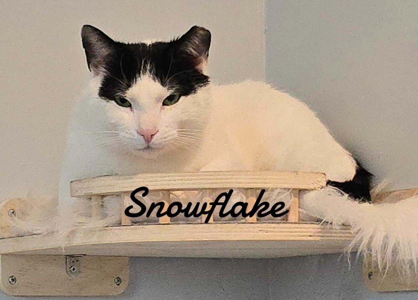 Snowflake, a Adoptable Domestic Short Hair in Naugatuck, CT image 2/3
