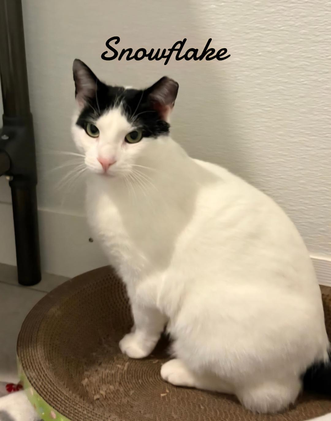 Snowflake, a Adoptable Domestic Short Hair in Naugatuck, CT image 3/3