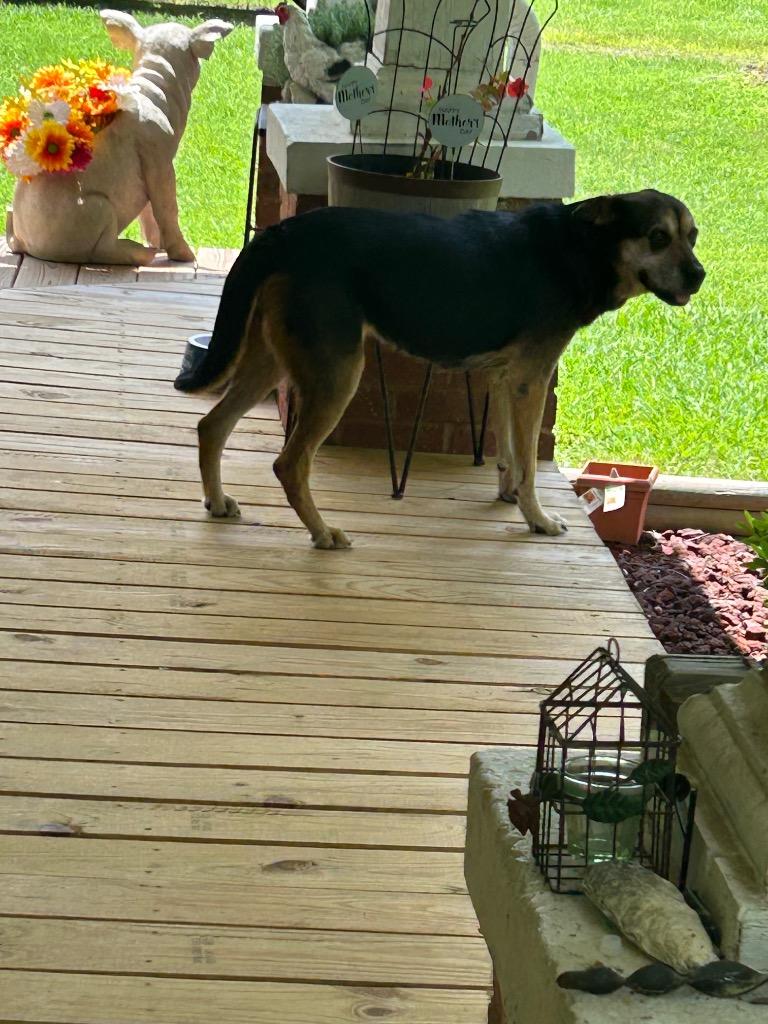 Dorothy, Adoptable, Adult Female Mixed Breed.