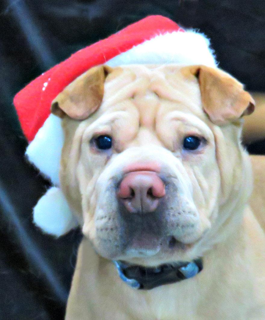 Mr. Miagi, Adoptable, Adult Male Shar-Pei.