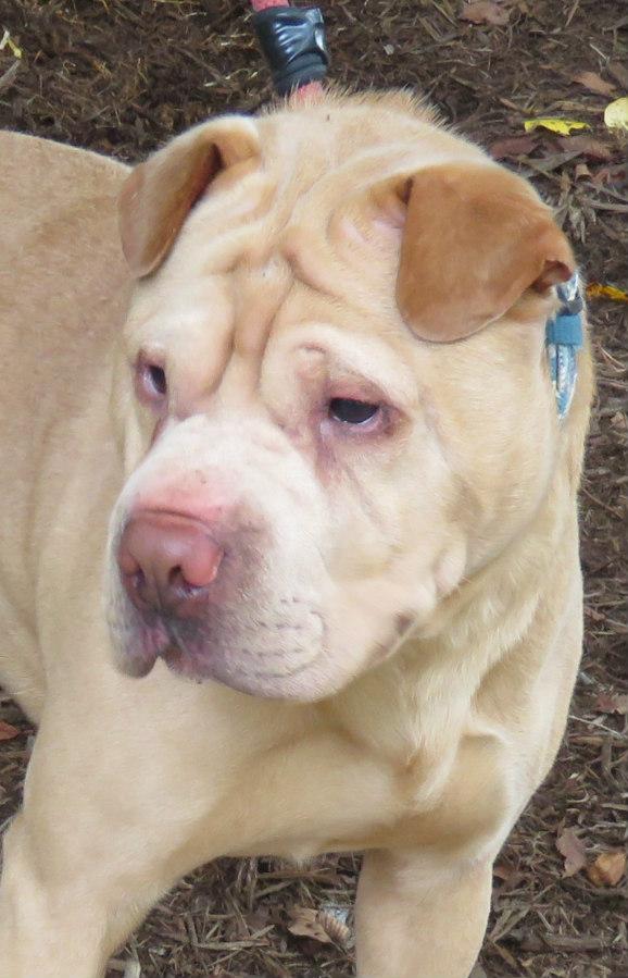 Enlarge Mr. Miagi, a Adoptable Shar-Pei in Lexington, VA image 2/4
