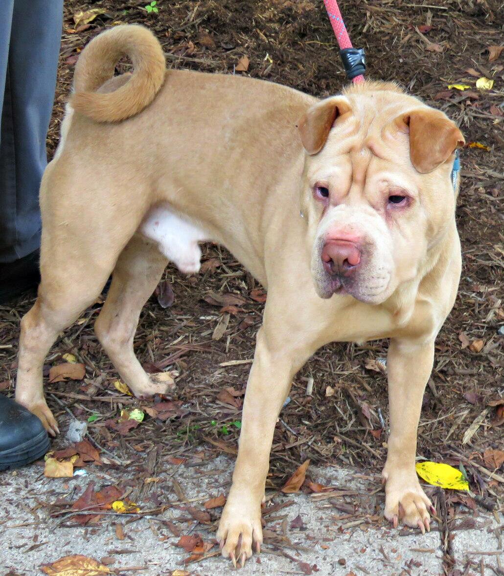 Enlarge Mr. Miagi, a Adoptable Shar-Pei in Lexington, VA image 3/4