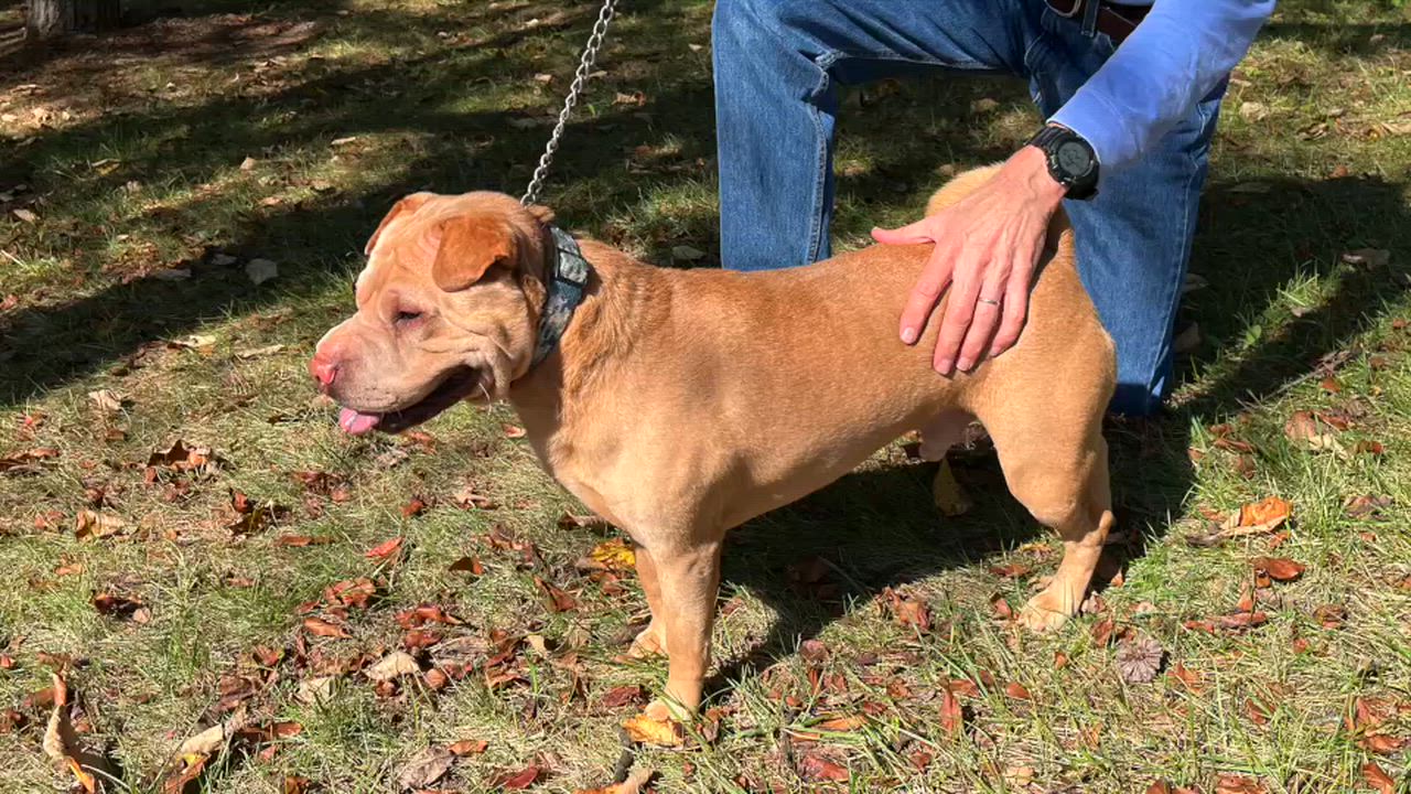 Enlarge Mr. Miagi, a Adoptable Shar-Pei in Lexington, VA video 4/4