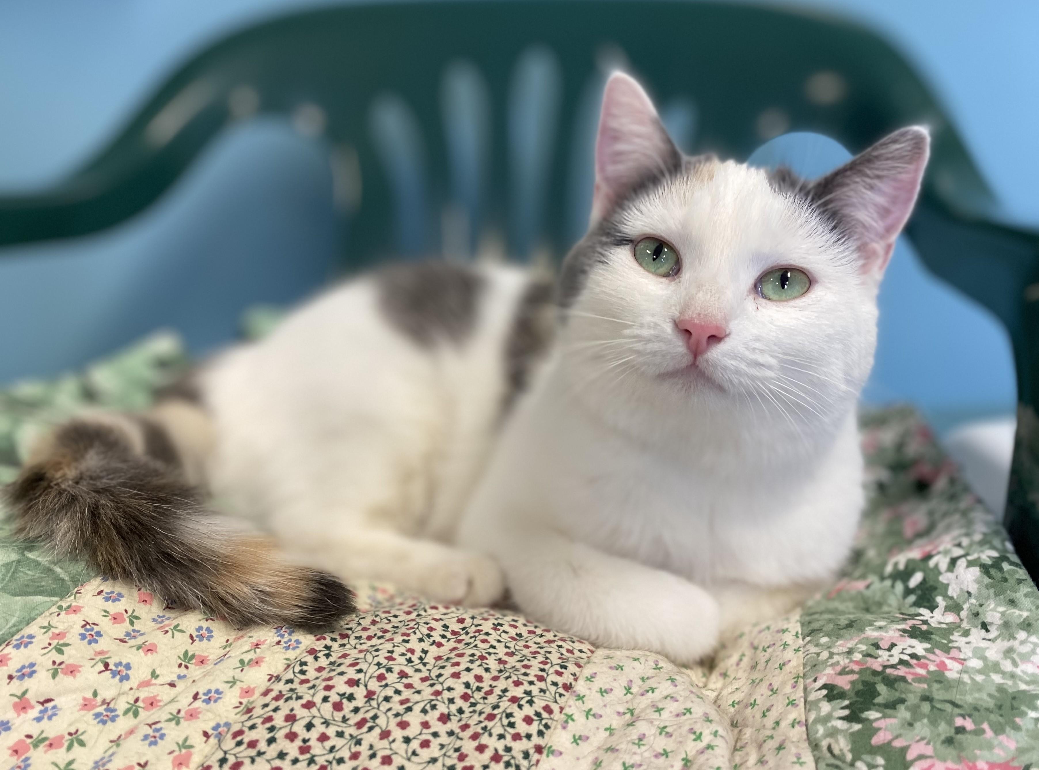 Nessa, an adopted Calico in Pierre, SD_image-1