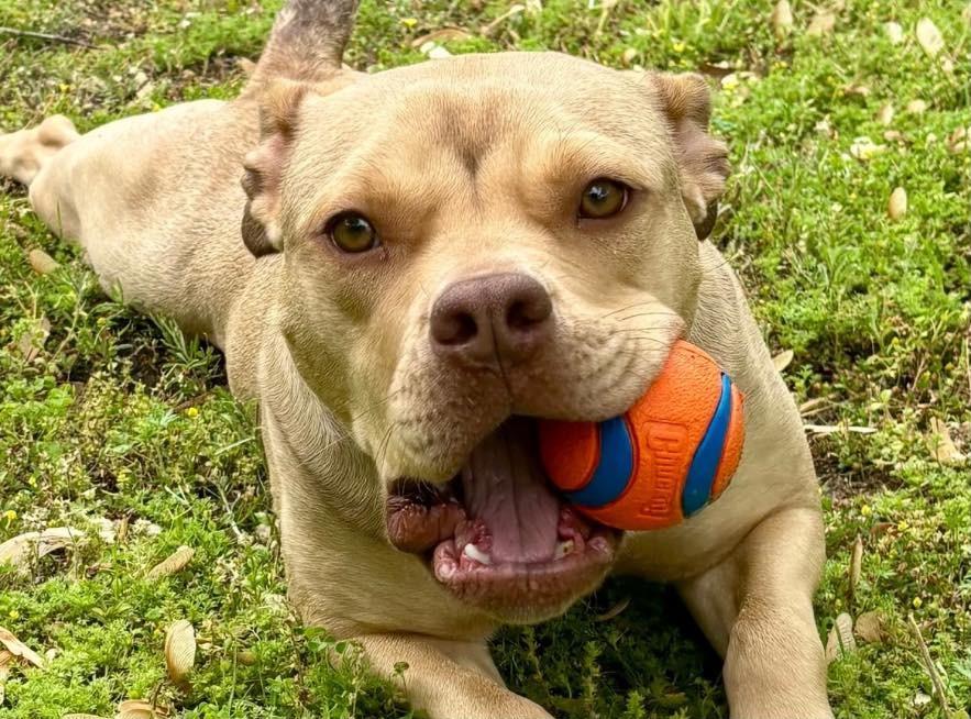 Anya, Young Female Pit Bull Terrier