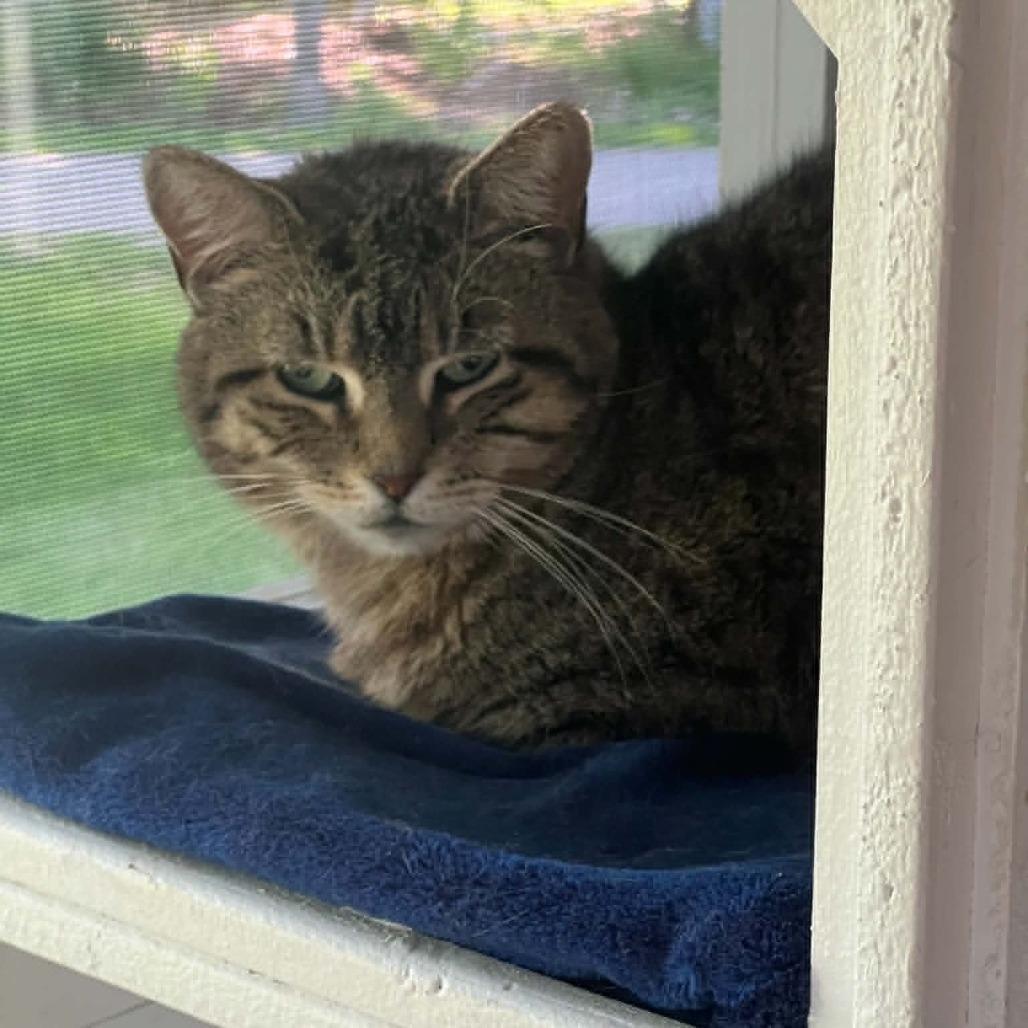 Mami, Adoptable, Senior Female Domestic Short Hair.
