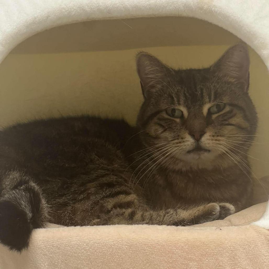 Mami, a Adoptable Domestic Short Hair in Hampton Bays, NY image 2/6