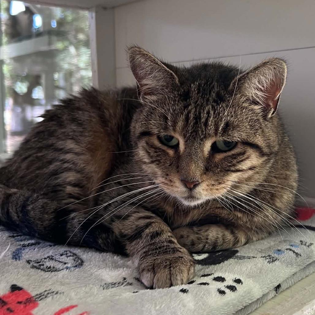 Enlarge Mami, a Adoptable Domestic Short Hair in Hampton Bays, NY image 3/6