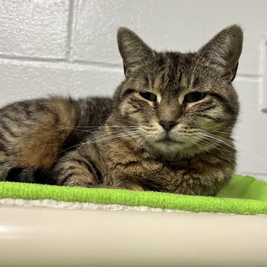 Mami, a Adoptable Domestic Short Hair in Hampton Bays, NY image 3/6