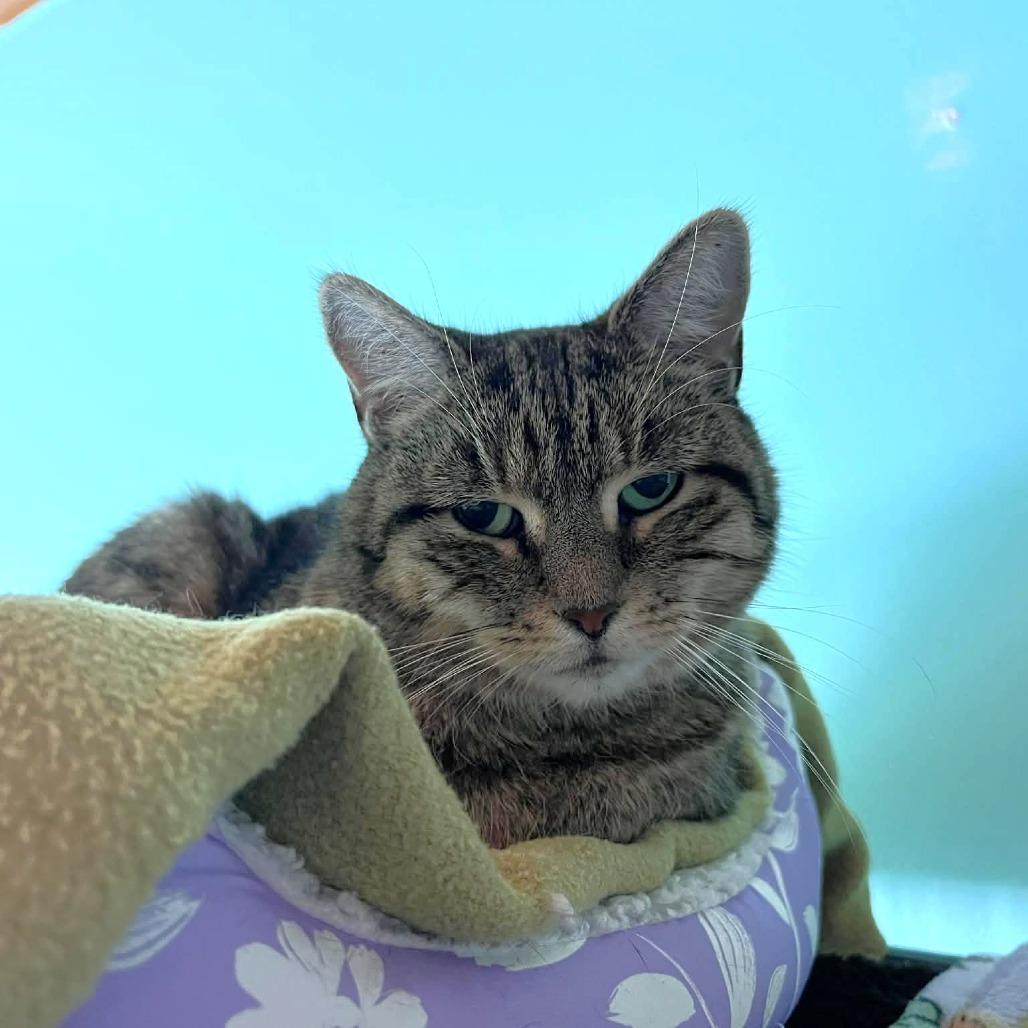 Mami, a Adoptable Domestic Short Hair in Hampton Bays, NY image 4/6
