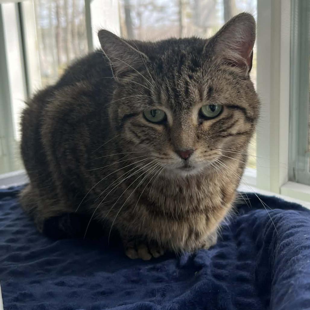 Mami, a Adoptable Domestic Short Hair in Hampton Bays, NY image 5/6
