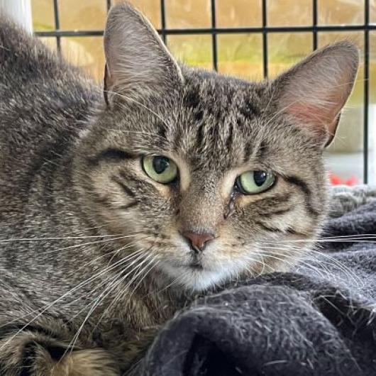 Mami, a Adoptable Domestic Short Hair in Hampton Bays, NY image 6/6