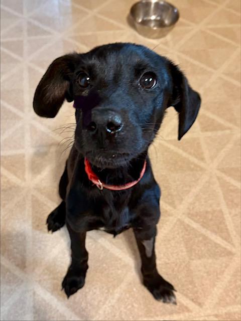 Lucas, Adoptable, Puppy Male Black Labrador Retriever.