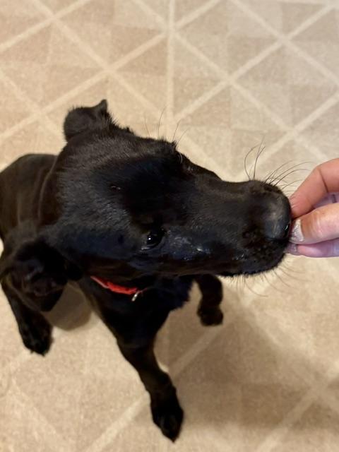 Lucas, a Adoptable Black Labrador Retriever in Riverton, WY image 2/3