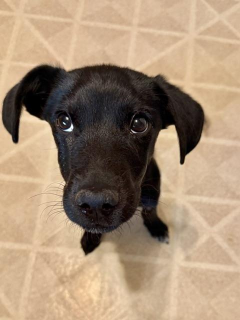 Lucas, a Adoptable Black Labrador Retriever in Riverton, WY image 3/3