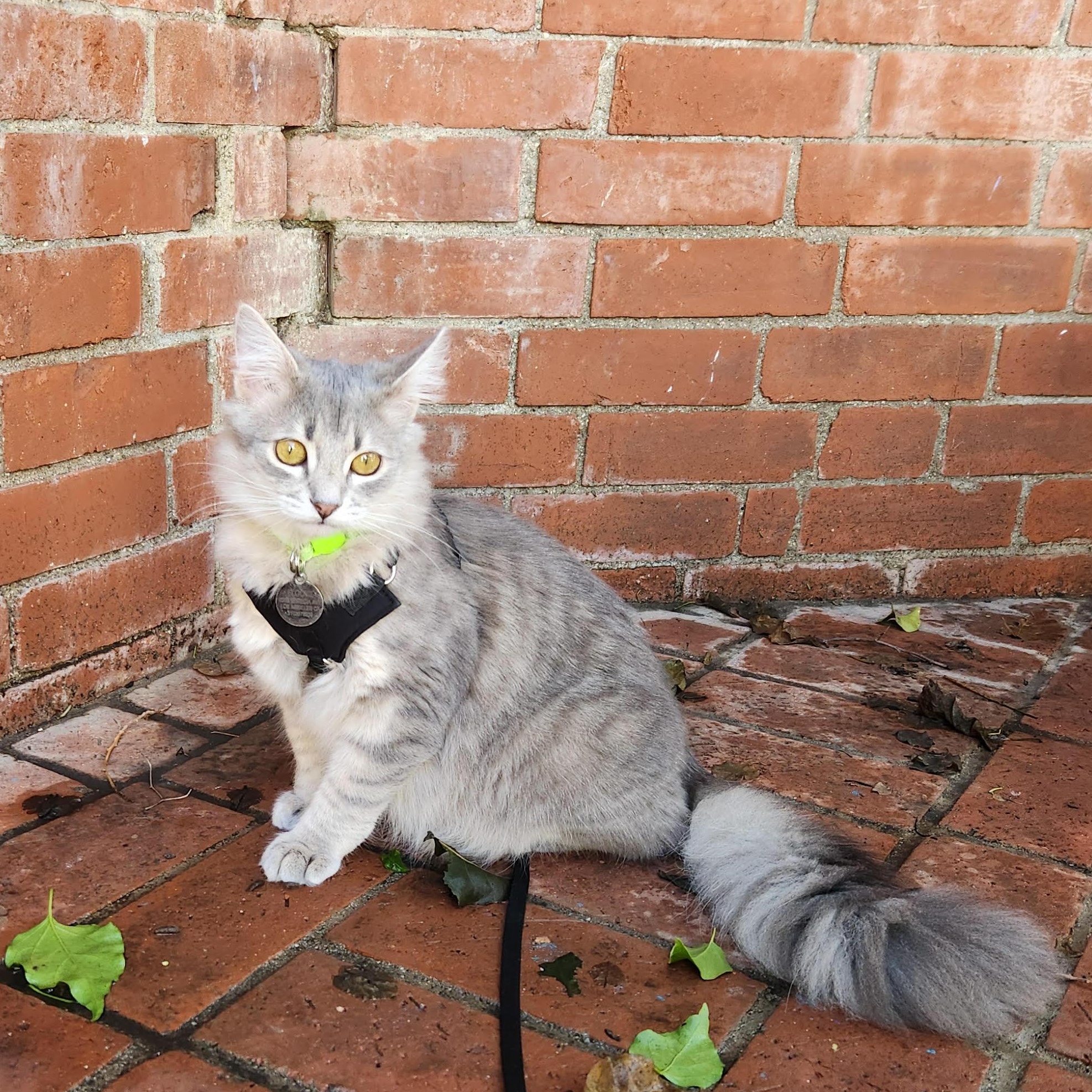 Enlarge Floofy (Yvette/Sheida), an adopted Norwegian Forest Cat in Woodland Hills, CA image 2/3
