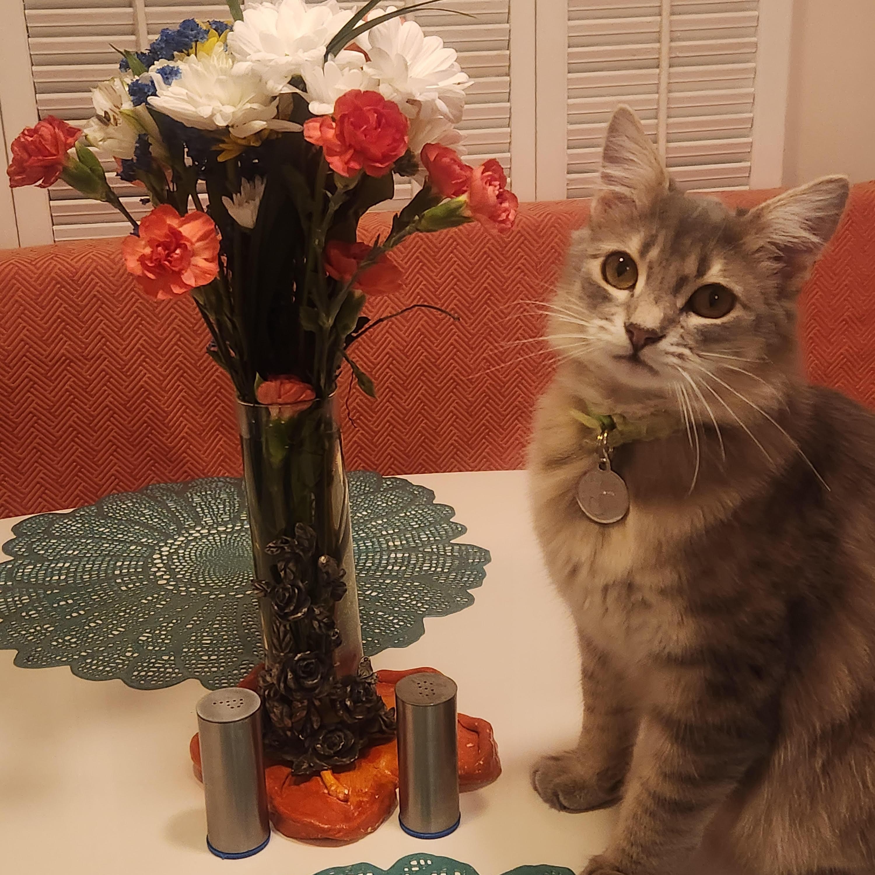 Floofy (Yvette/Sheida), adopted, Young Male Norwegian Forest Cat.