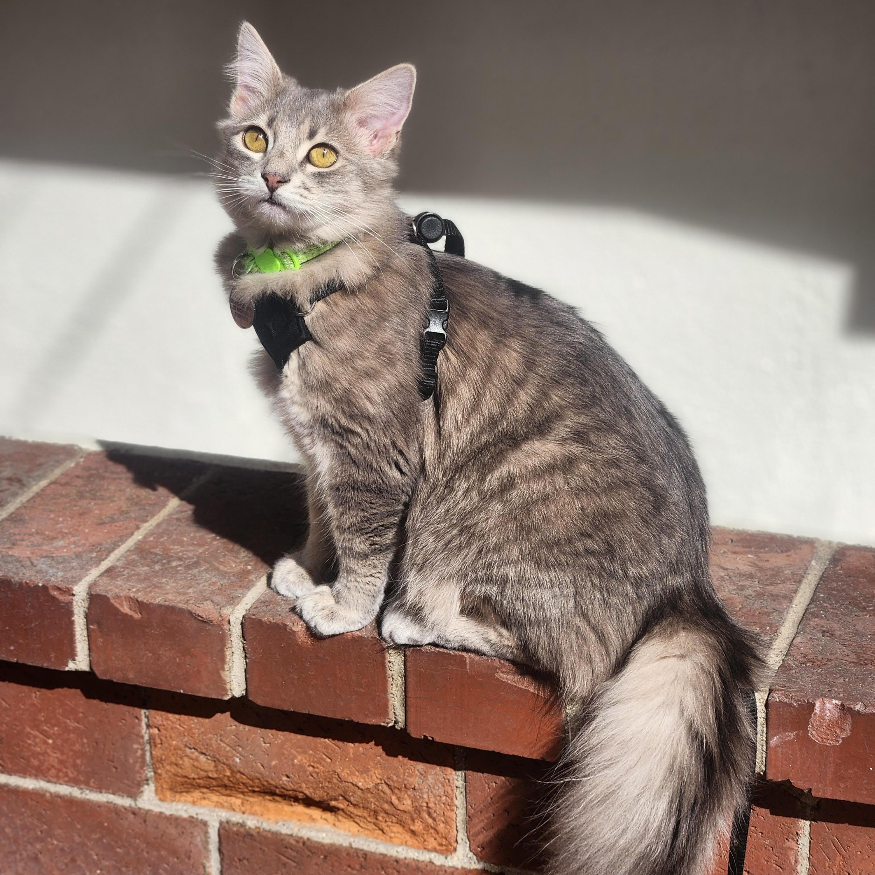 Enlarge Floofy (Yvette/Sheida), an adopted Norwegian Forest Cat in Woodland Hills, CA image 3/3