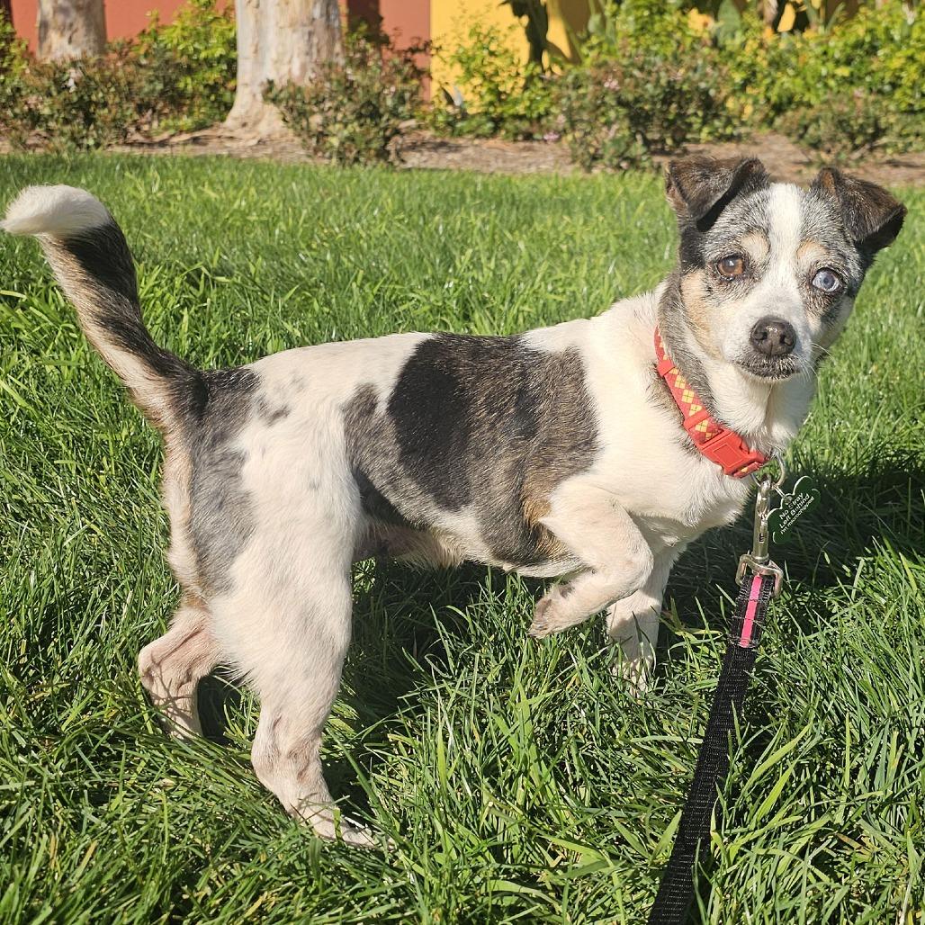 Maeve, Adoptable, Adult Female Chihuahua.