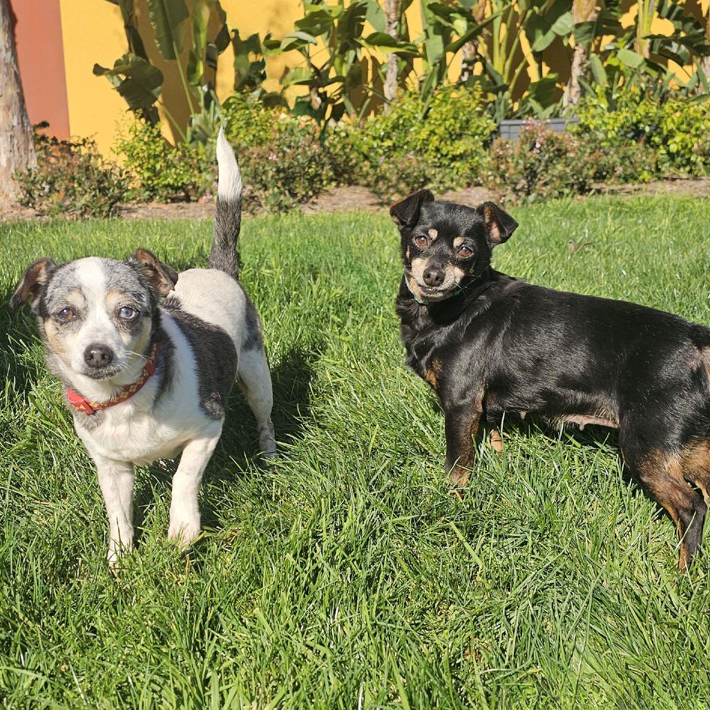 Maeve, a Adoptable Chihuahua in Apple Valley, CA image 2/6