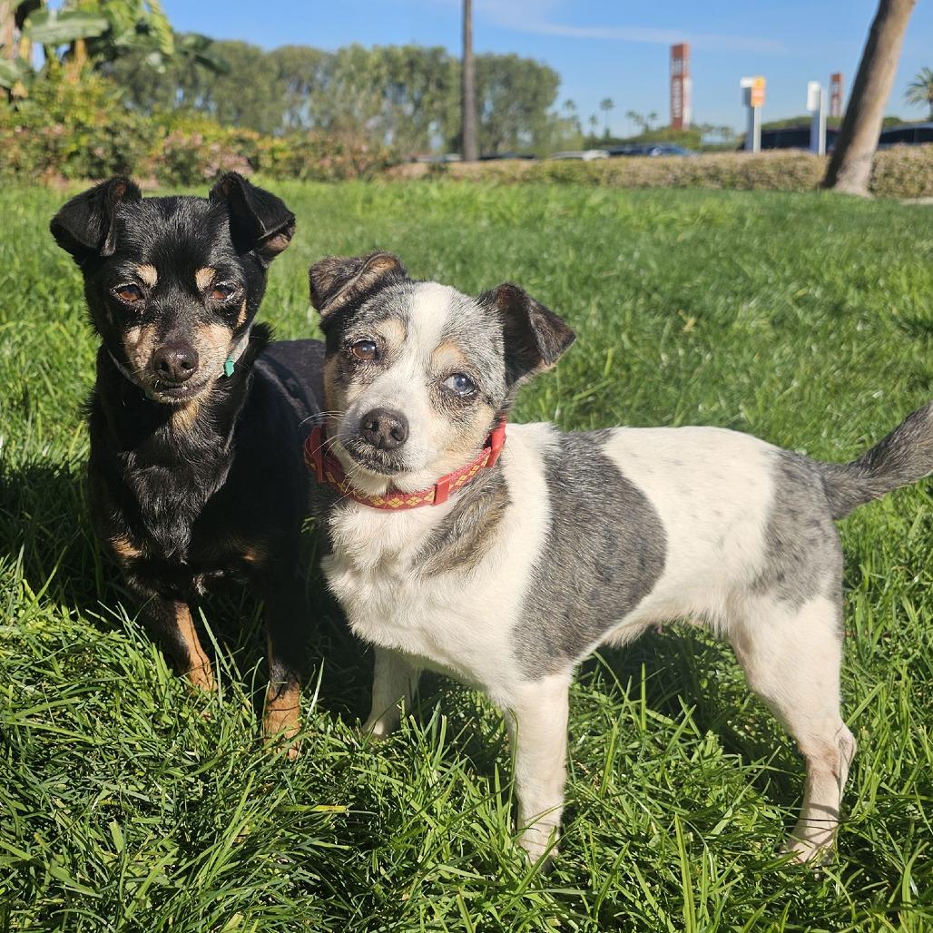 Maeve, a Adoptable Chihuahua in Apple Valley, CA image 5/6