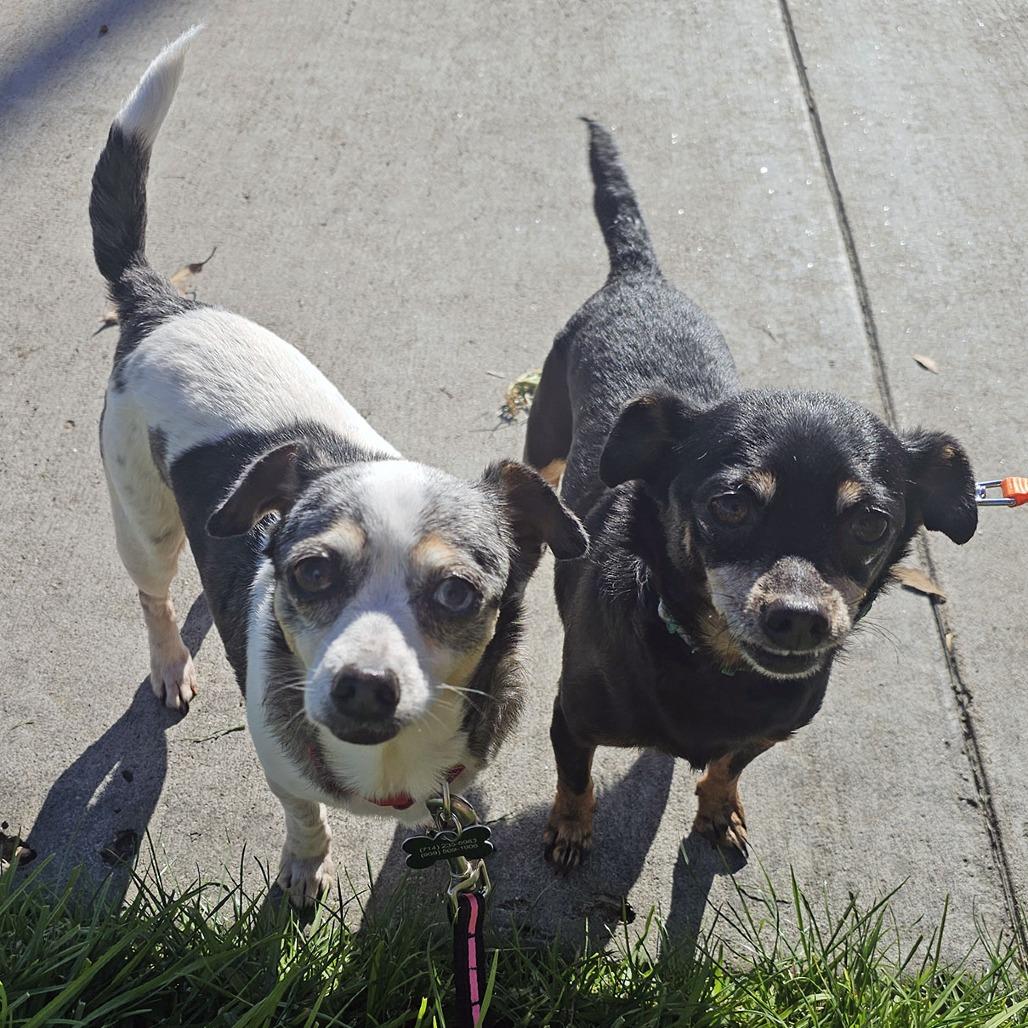 Maeve, a Adoptable Chihuahua in Apple Valley, CA image 6/6