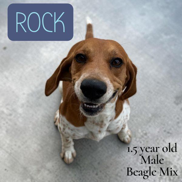 Enlarge Rock, a Adoptable mixed breed in Nicholasville, KY image 1/1