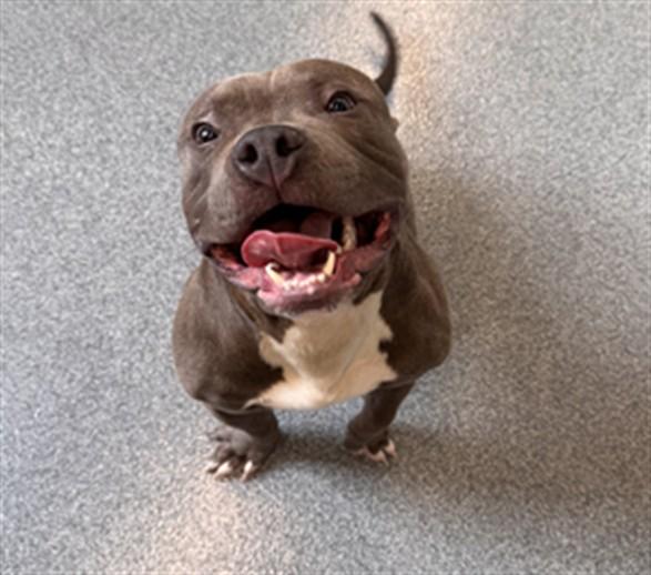 GILMORE, Adoptable, Young Male Pit Bull Terrier.