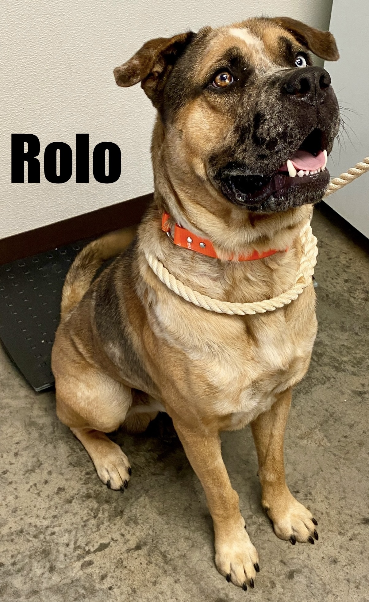 Dog for adoption Rolo, a Catahoula Leopard Dog & Saint Bernard Mix in