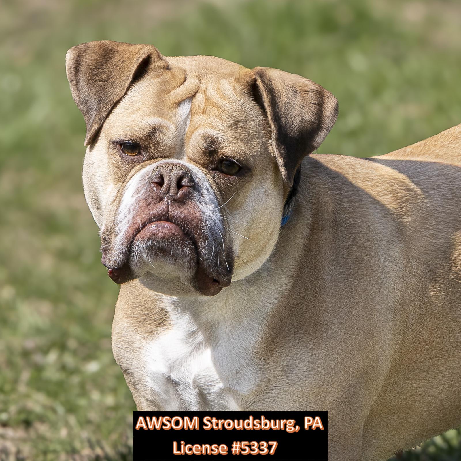 Isis, ADOPTABLE, Young Female English Bulldog.