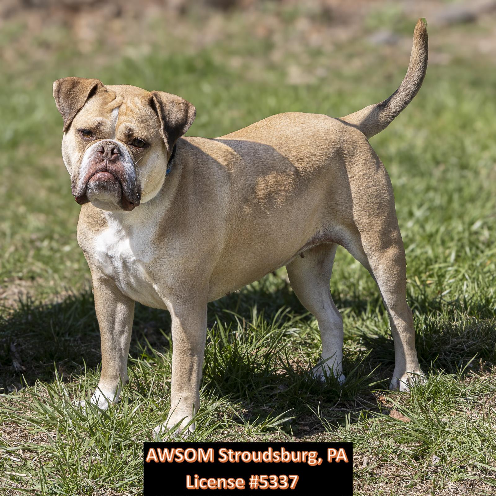 Enlarge Isis, a ADOPTABLE mixed breed in Stroudsburg, PA image 2/2