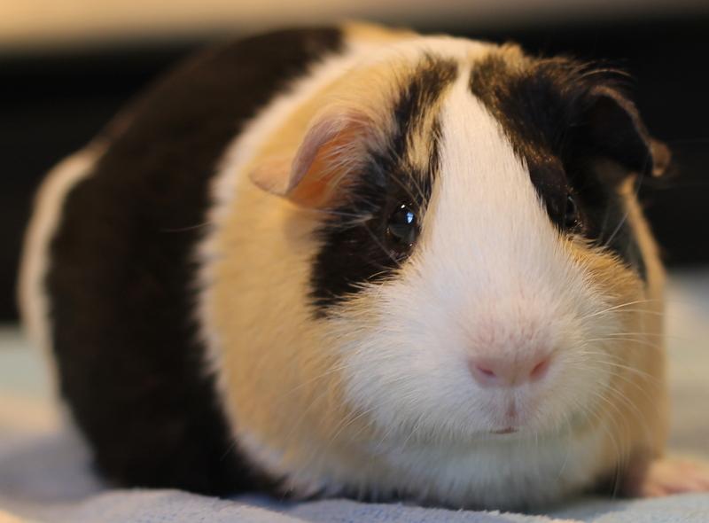 Kelly, an adoptable Guinea Pig in Budd Lake, NJ image 3/6