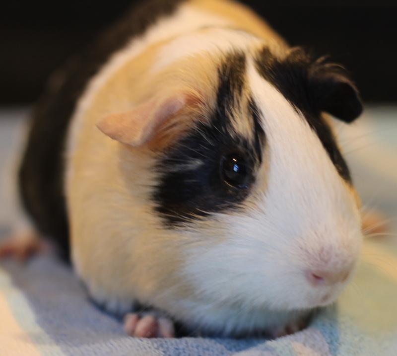 Kelly, an adoptable Guinea Pig in Budd Lake, NJ image 2/6