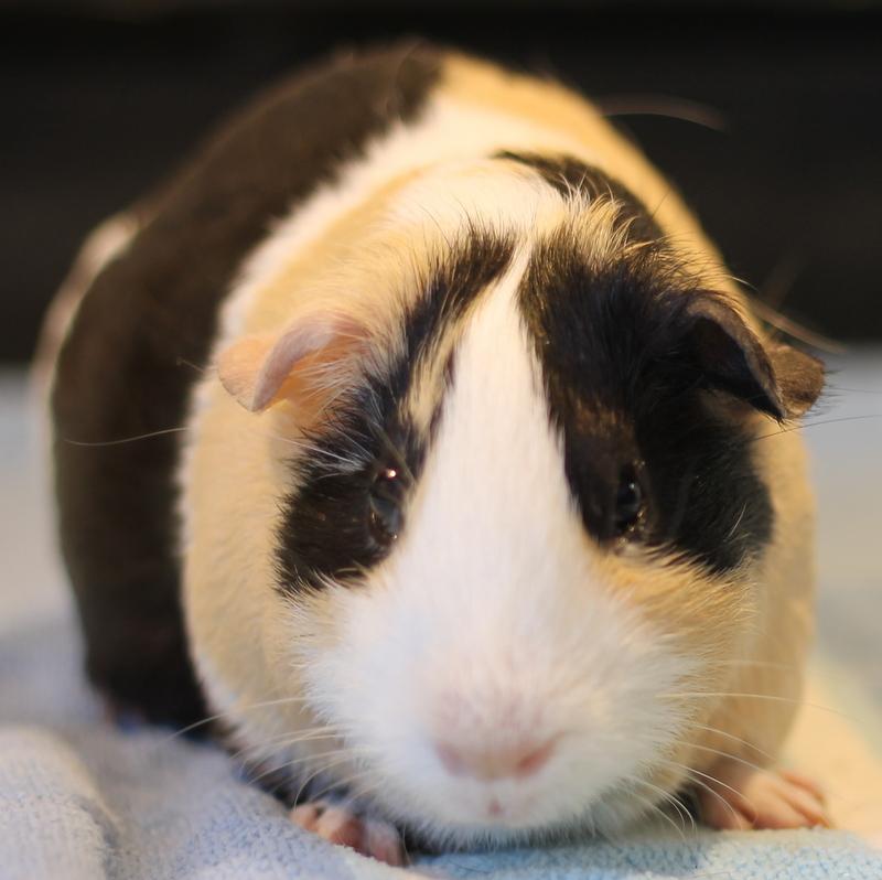 Kelly, an adoptable Guinea Pig in Budd Lake, NJ image 1/6