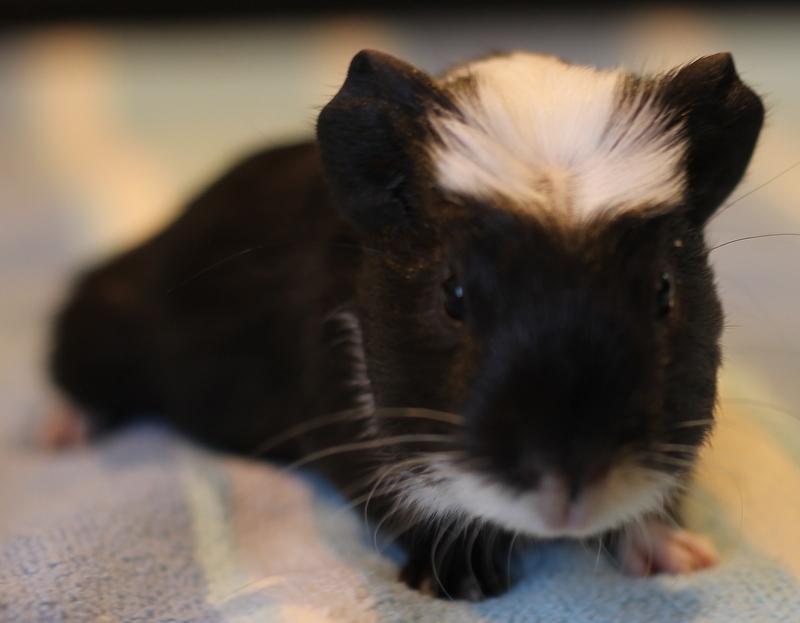 Kelly, an adoptable Guinea Pig in Budd Lake, NJ image 5/6