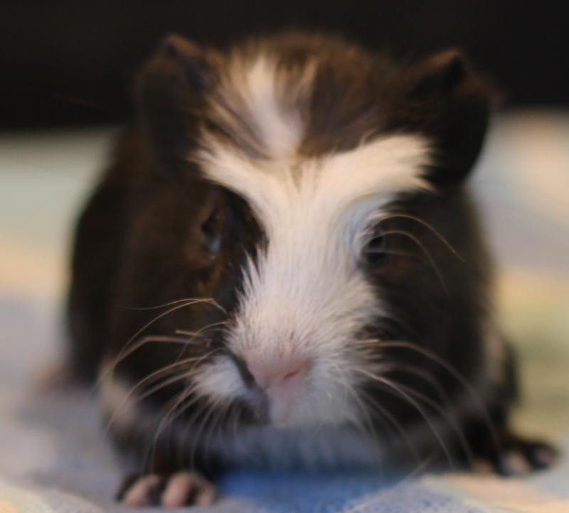 Kelly, an adoptable Guinea Pig in Budd Lake, NJ image 6/6