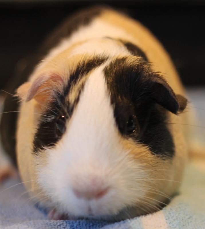 Kelly, an adoptable Guinea Pig in Budd Lake, NJ image 4/6